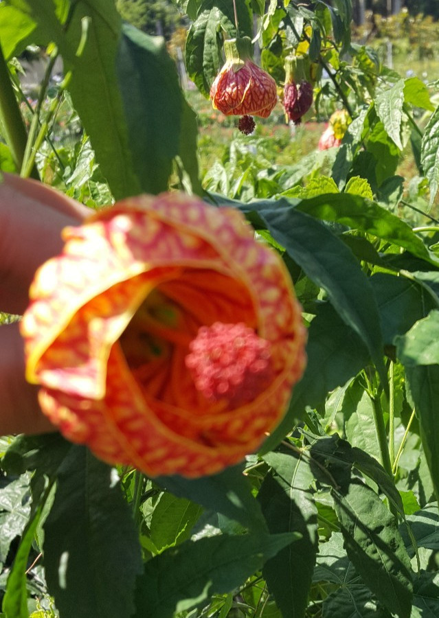 Abutilon~Chinese Lantern Live Plant 7 to 12" Tall in 4" Pot~Flowering Plant gallery