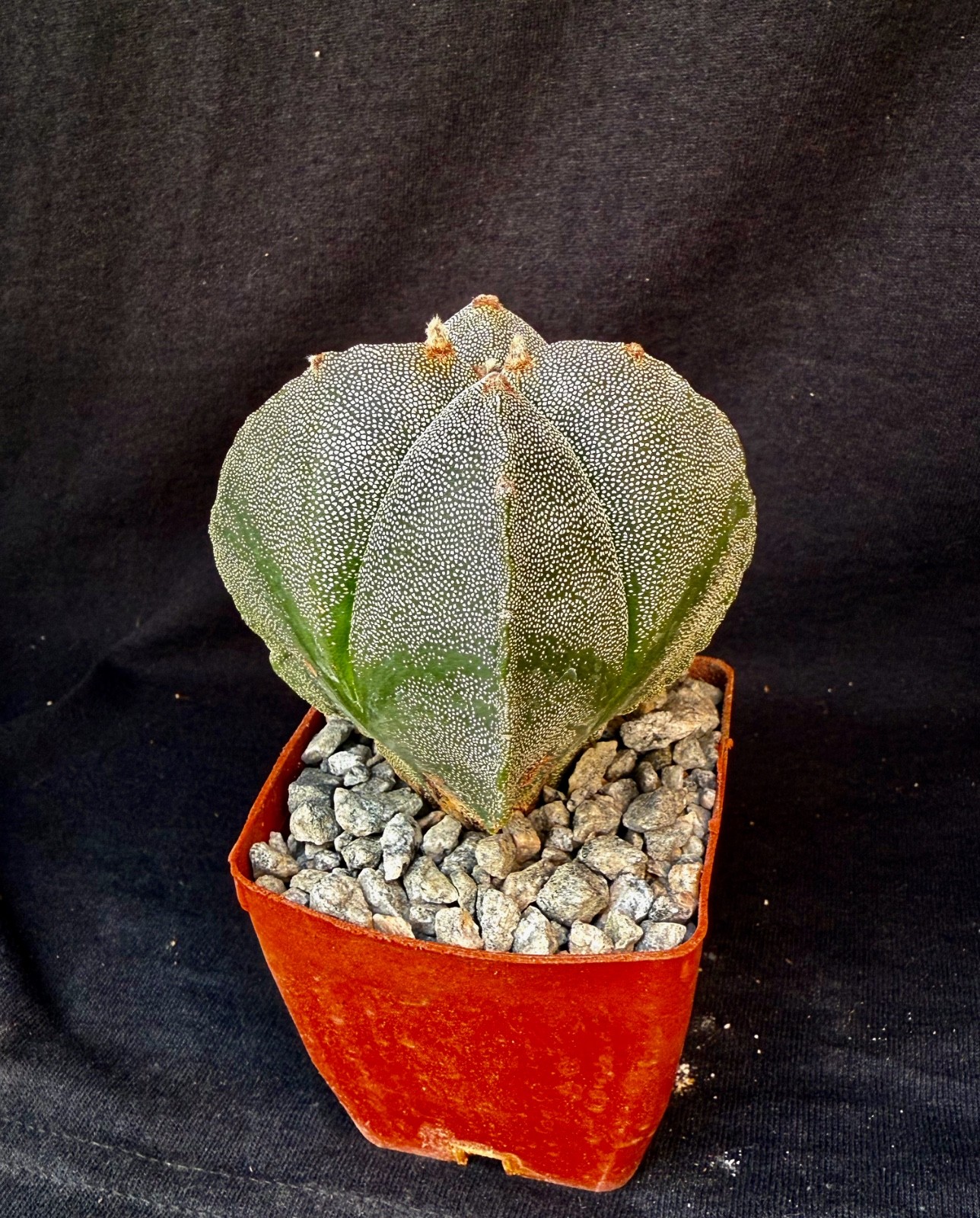 Astrophytum myriostigma v. quadricostatum, cactus plant gallery