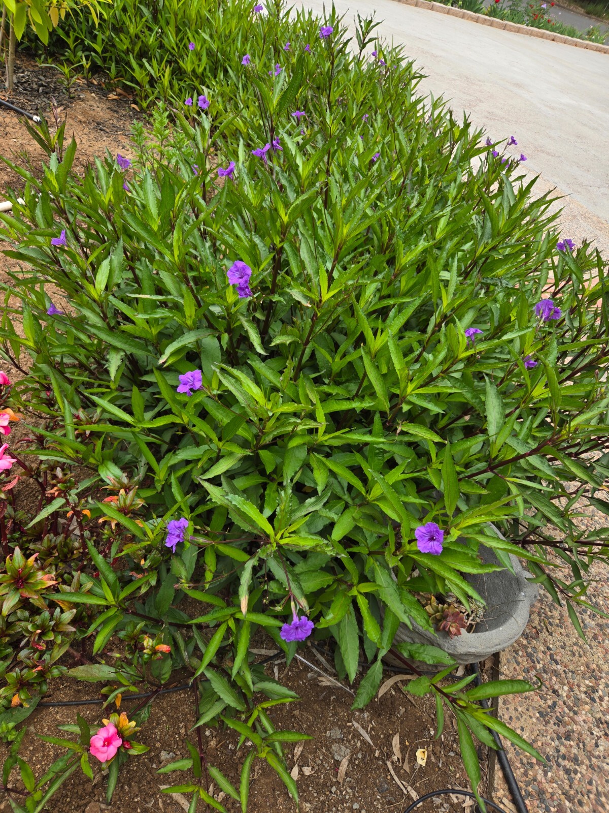 MEXICAN PETUNIA @$2EA for 10 Rooted Plants, Attracts Butterflies, Hummingbirds gallery