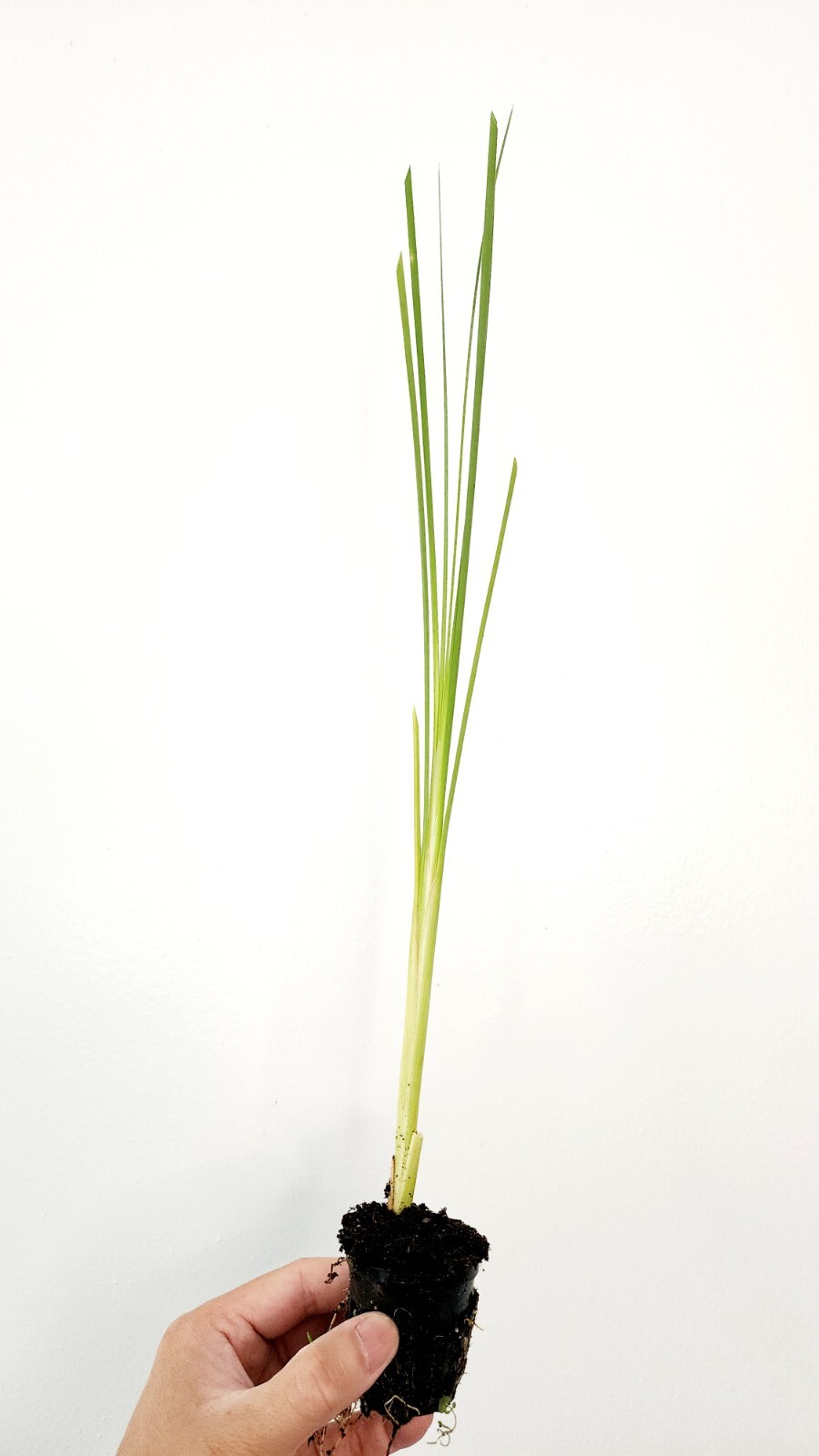 Live Cold Hardy Dwarf Cattail Aquatic Marginal Pond Plant gallery