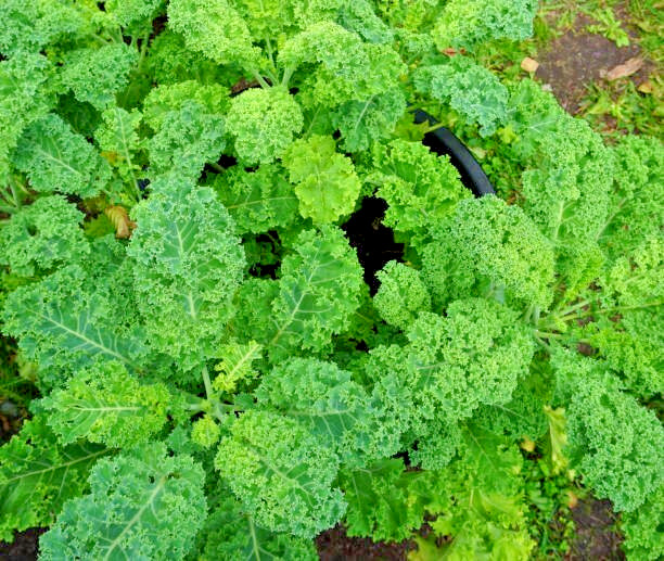 500 DWARF BLUE CURLED SCOTCH KALE SEEDS | 2026 FREE SHIPPING NON GMO HEIRLOOM gallery
