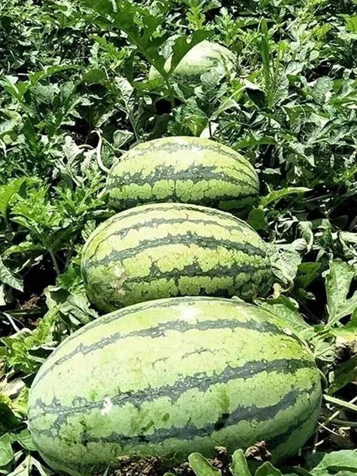 Giant Red Watermelon Seeds gallery