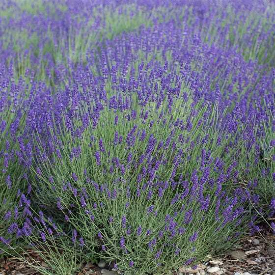 True LAVENDER English Fragrant Flowers Perennial Medicinal USA Non-GMO 200 Seeds gallery