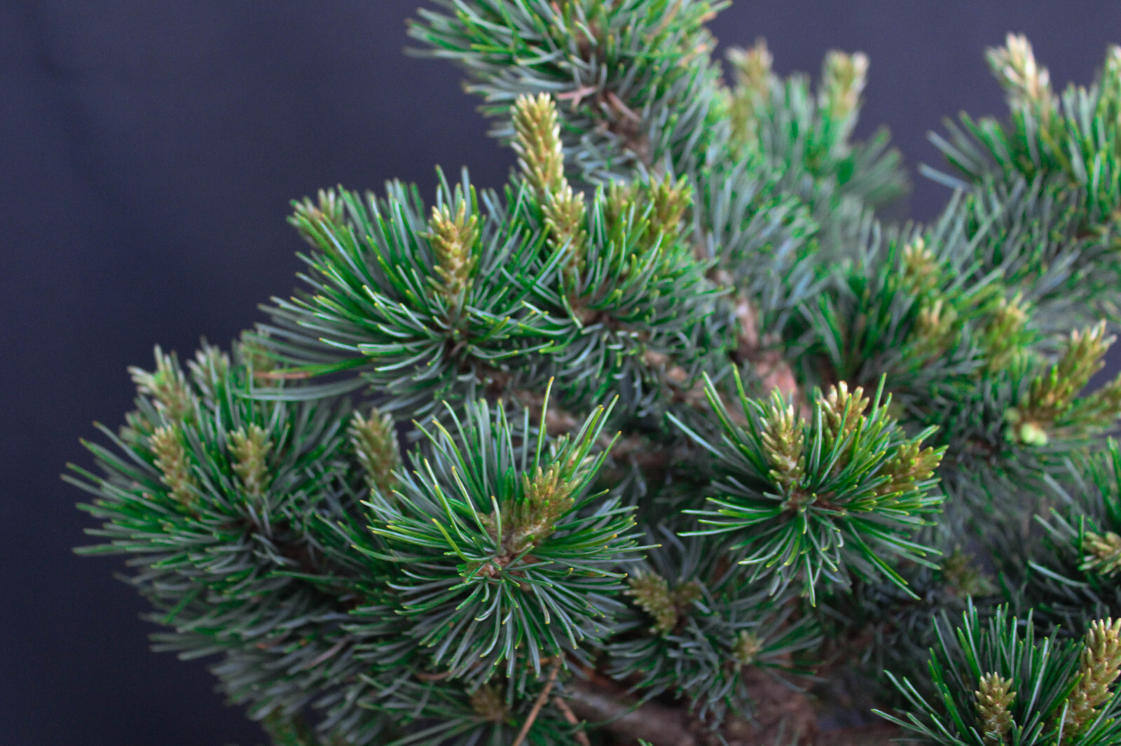 Japanese white pine ( Pinus Parviflora ) 'Catherine Elizabeth' --- 1 Gallon gallery