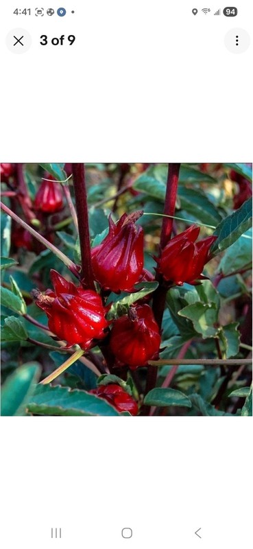 200 Roselle Seeds Bulk Hibiscus Sabdariffa Planting Seed natural organic gallery