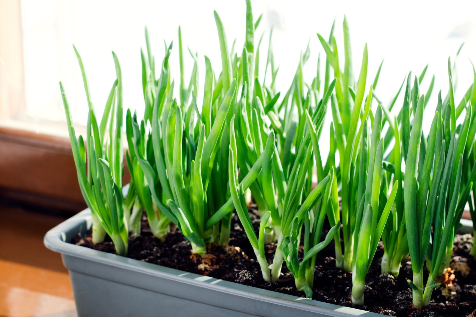 Yellow Onion Sets - Grown Naturally, Non-GMO 8 oz. (40+Bulbs) Shipping Now gallery