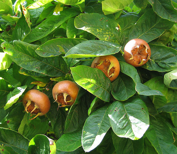 Showy Medlar, Mespilus germanica, Tree Seeds (Edible) gallery