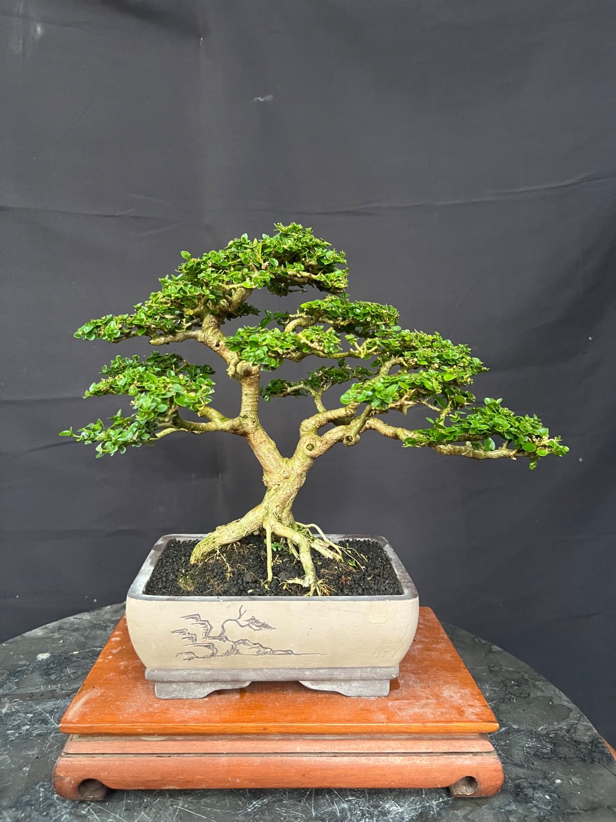 Bonsai Premna Microphylla Size Small | Bonsai Tree gallery