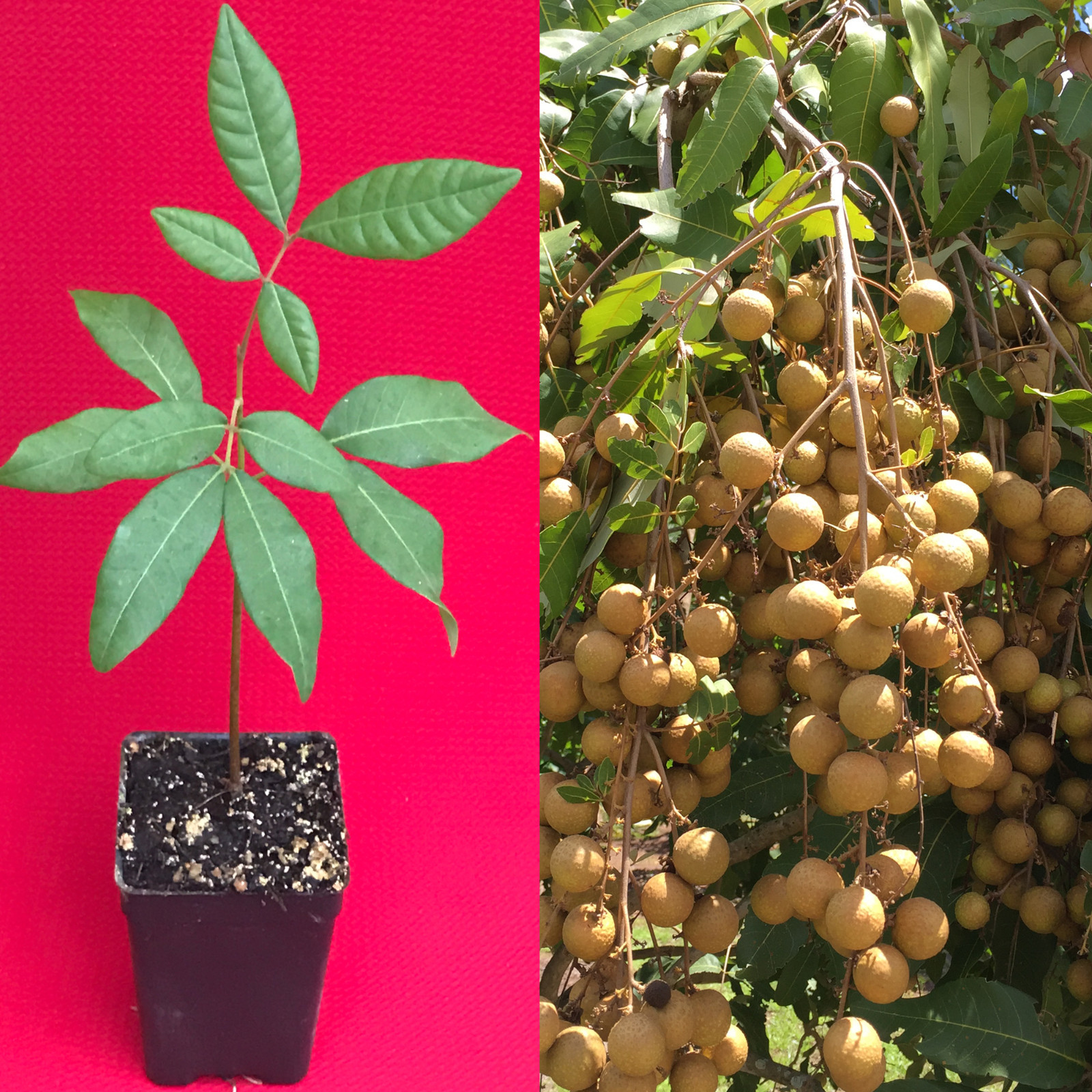 Longan Dimocarpus Dragon Eye Seedling Plant Tropical Fruit Tree gallery