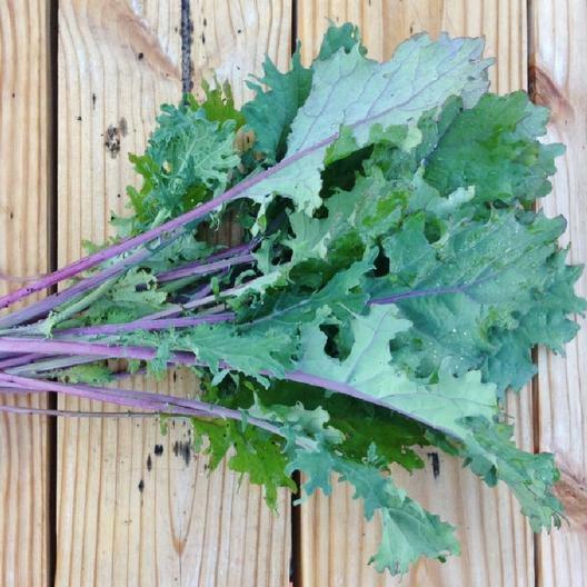 2000 RED RUSSIAN KALE SEEDS Brassica napus var. pabularia Free Shipping Non-GMO gallery