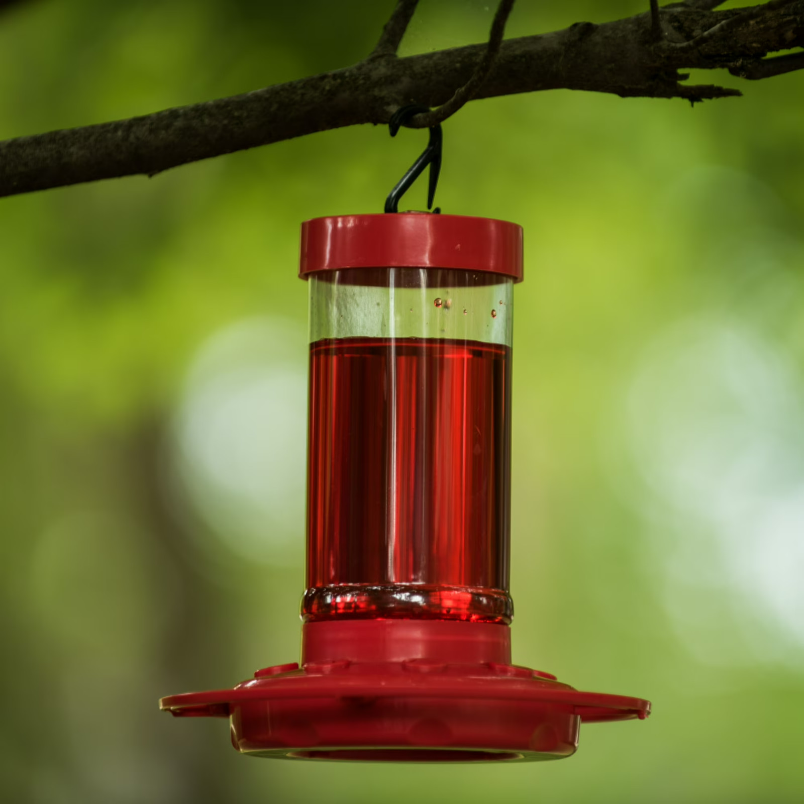 (2 pack) First Nature Hummingbird Feeder, 16 oz, Red, Plastic gallery