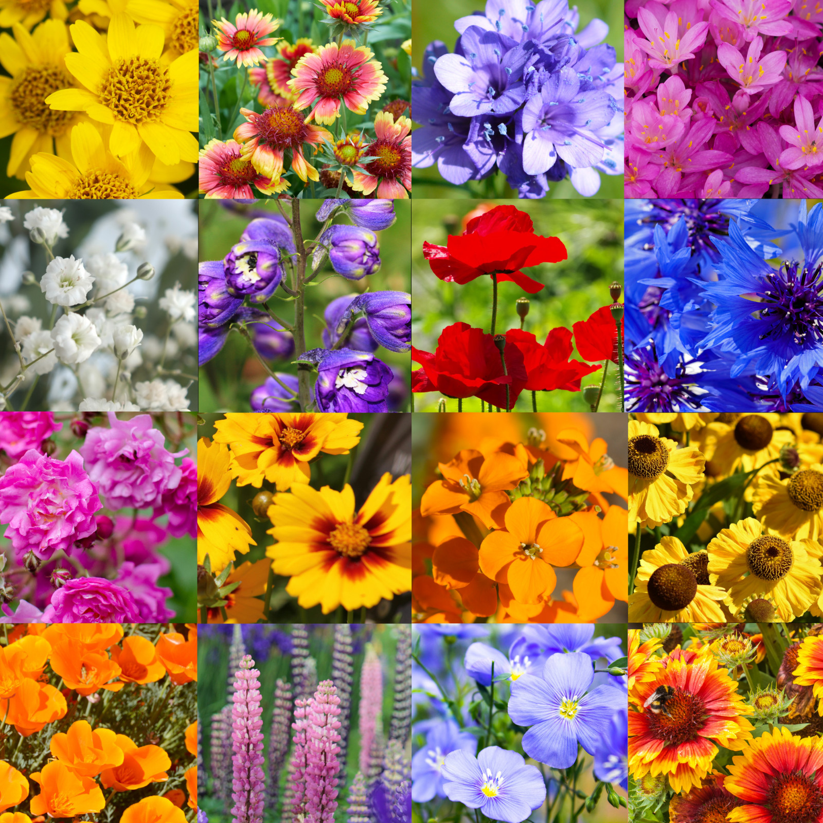 1/4 Pound Eastern Washington Bulk Wildflower Seed Mix 1/4lb Covers 800sq-ft gallery