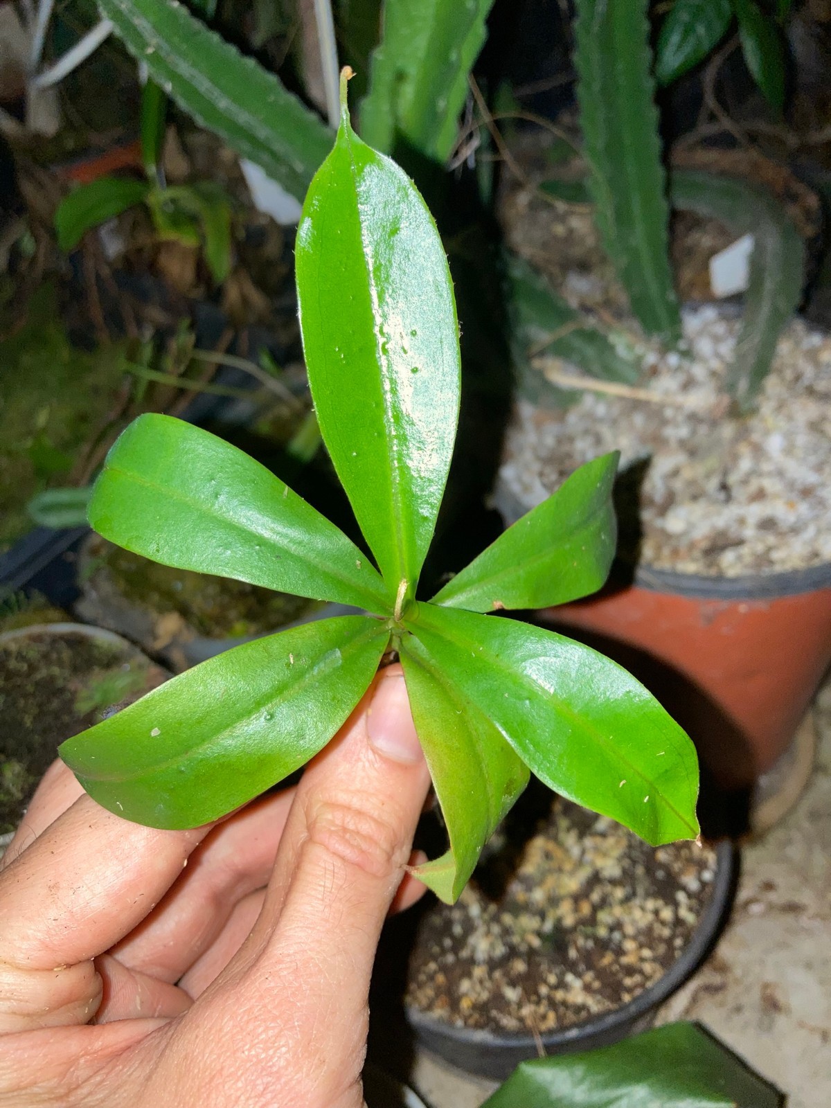 Nepenthes Rokko "Exotica" x (spectabilis x mira) Rooted Cutting, Pitcher Plant gallery