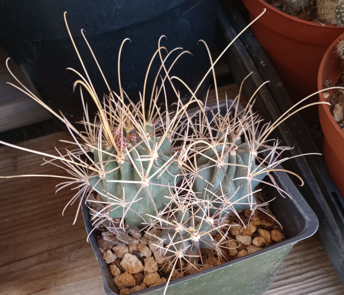 Sclerocactus wrightii Triple Heads Long Hook Spines Cold Hardy Cactus 123 gallery