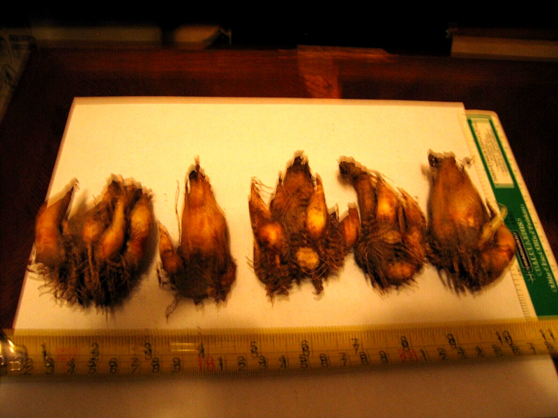 Tuberose large Bulbs single Mexican 3 bulbs FREGRANT - Polianthus gallery