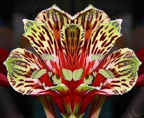 Alstroemeria psittacina | Peruvian lily | Parrot flower | 10_Seeds gallery