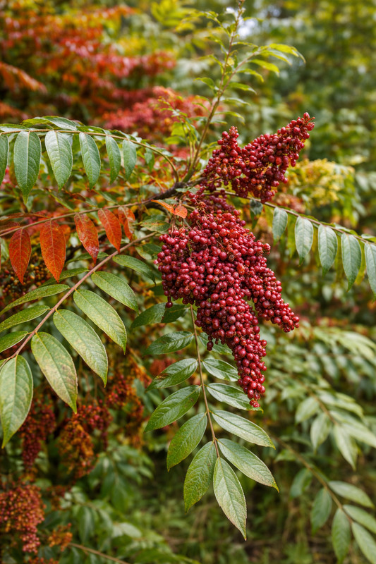 200 FLAMELEAF SUMAC TREE Seeds Shining Winged Rhus Copallina - Zones 4-9 USA gallery