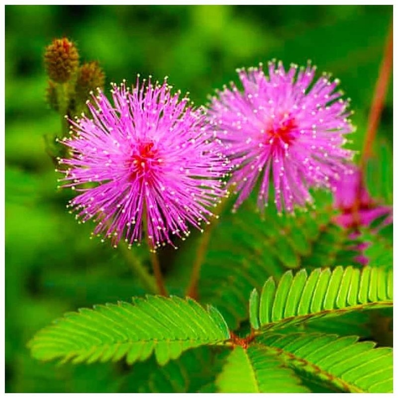 1000+ Sensitive Plant Seeds for Planting – Mimosa Pudica Touch Me Not Seeds gallery