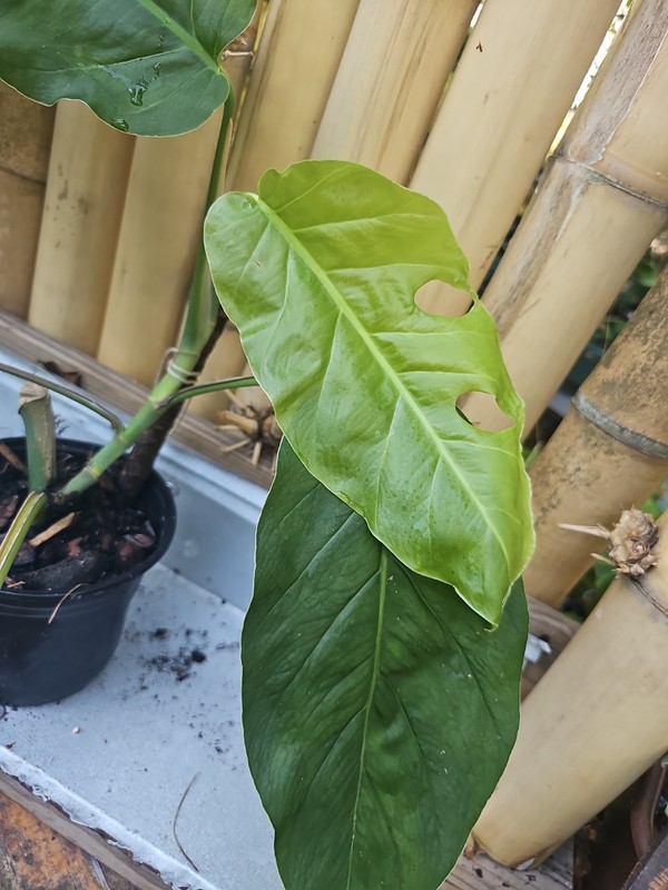 XL Monstera Dubia Mature Large Stem plant Fenestrated gallery
