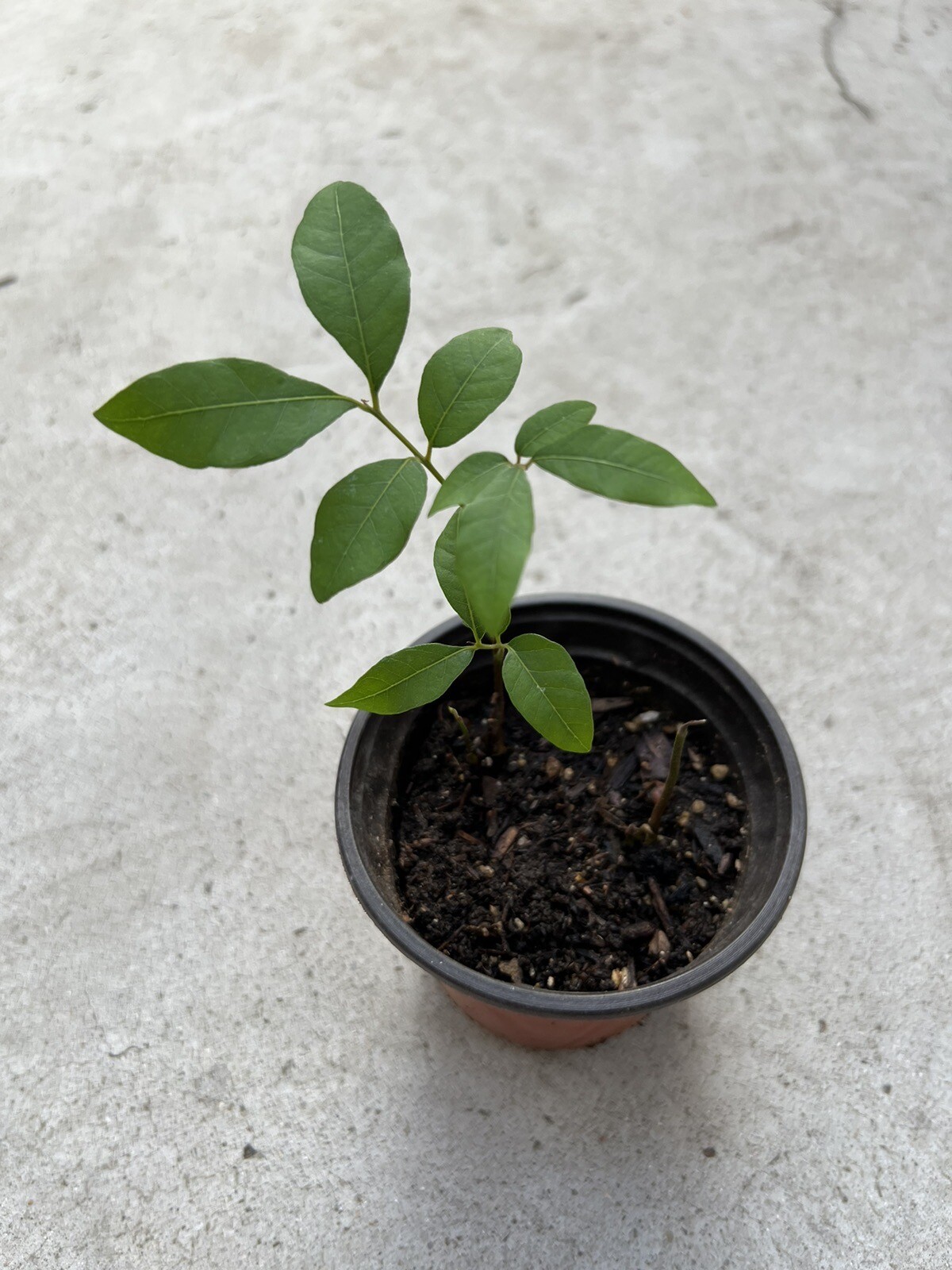 Florida Longan Tree 8” Dimocarpus Dragon Eye Seedling Tropical Live Plant gallery
