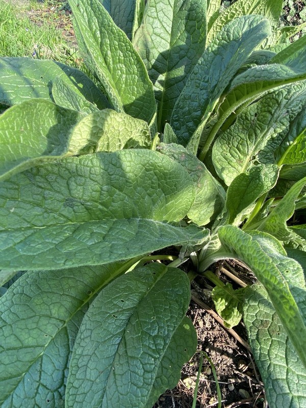 Comfrey Bocking 14, (2) two Established Root Cutting.Shipped Bare Root READ gallery