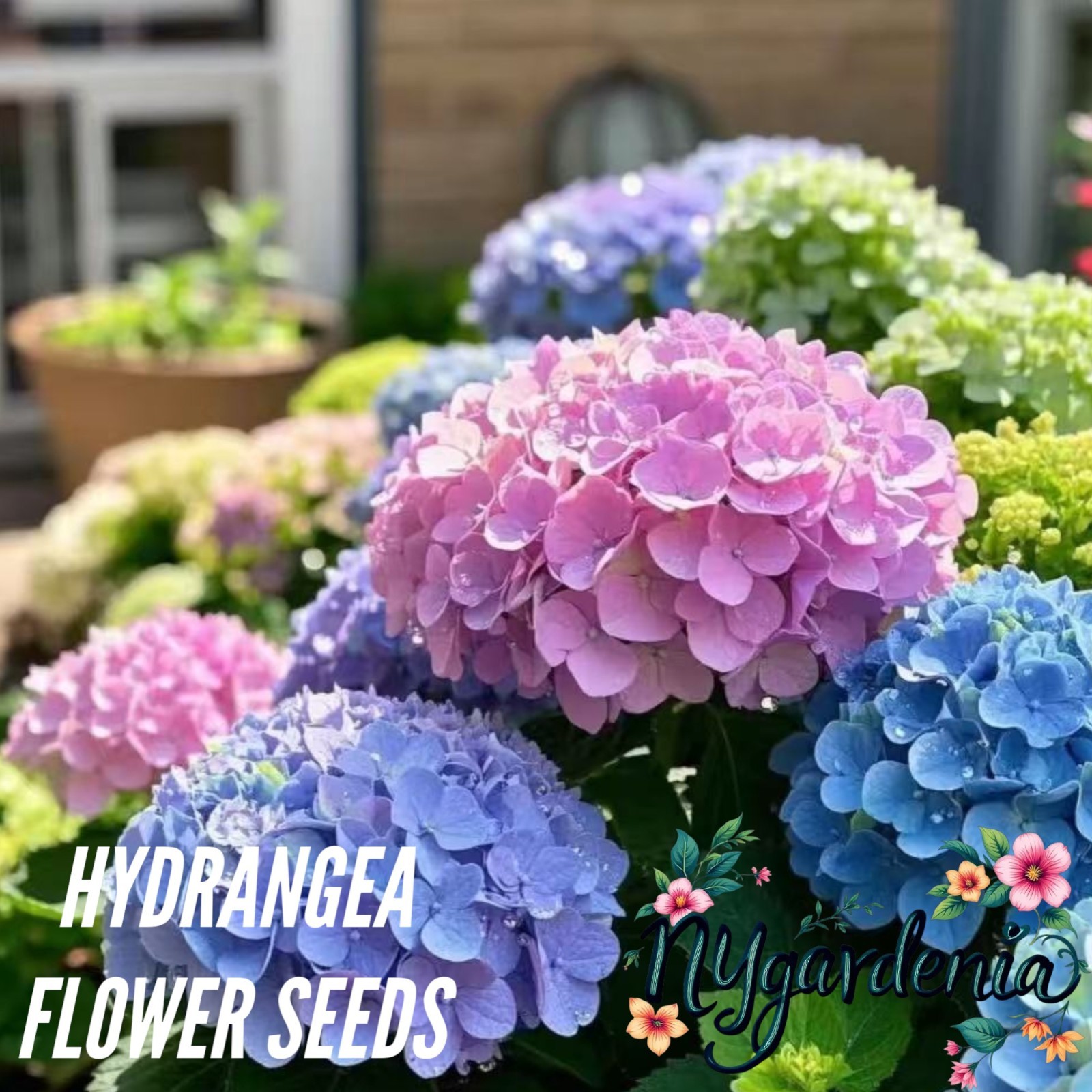 35 Mixed Color Hydrangea Seeds Vibrant Blooms in Blue, Pink & Purple for Garden gallery