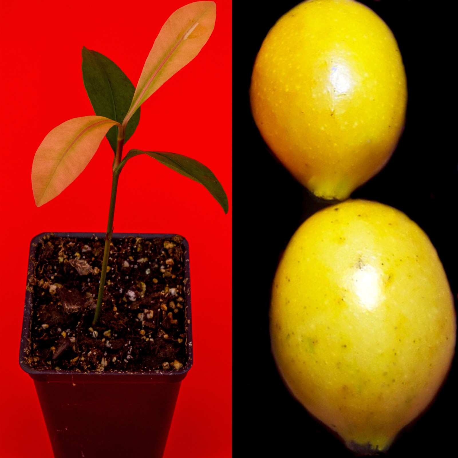 Garcinia Brasiliensis - superior Lemon Drop Mangosteen Tropical Fruit Tree Plant gallery