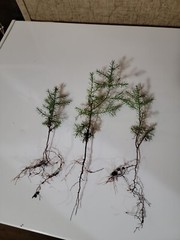 (4) Eastern Red Cedar Juniper seedling live trees 4-8 + inches