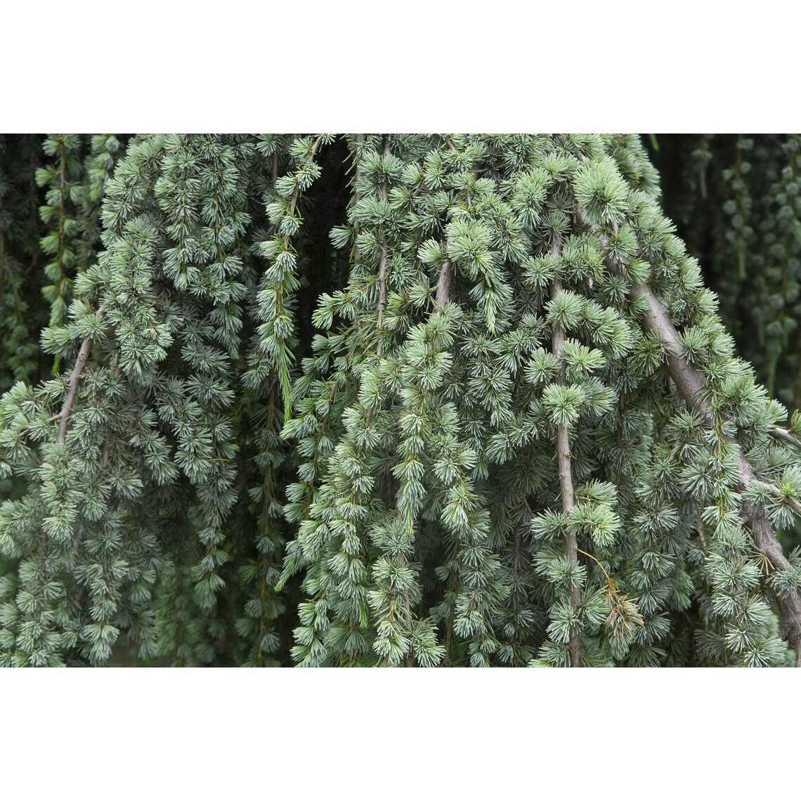 Weeping Blue Atlas Cedar Live Tree 12" Tall fully rooted gallery