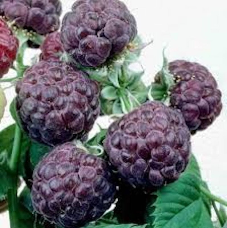 1 Glencoe Raspberry Plant Thornless Purple Raspberry Starter Plug gallery