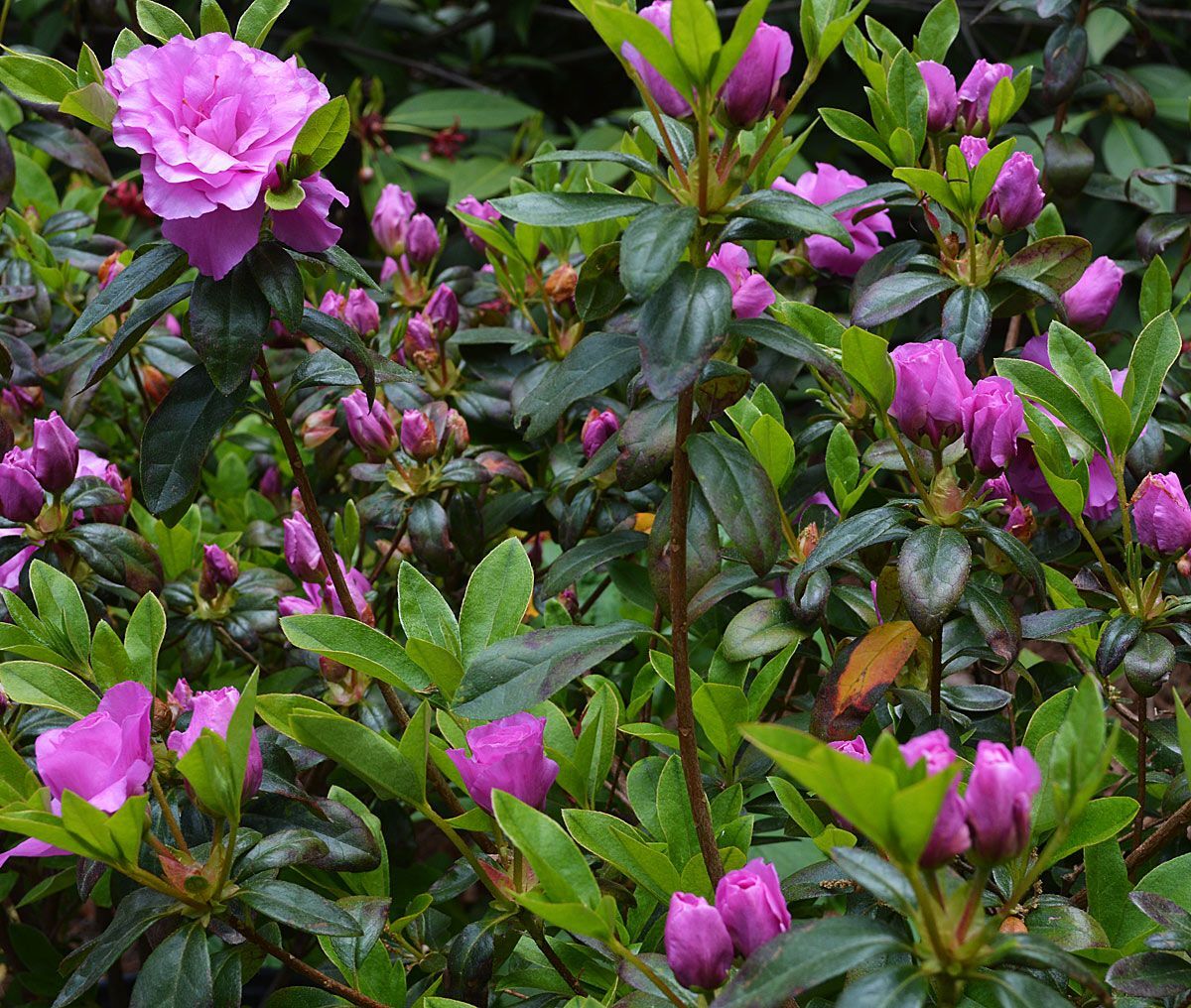 ~~AMELIA ROSE~~Azalea Rhododendron Deciduous SMALL ROOTED Starter Plant~~ gallery