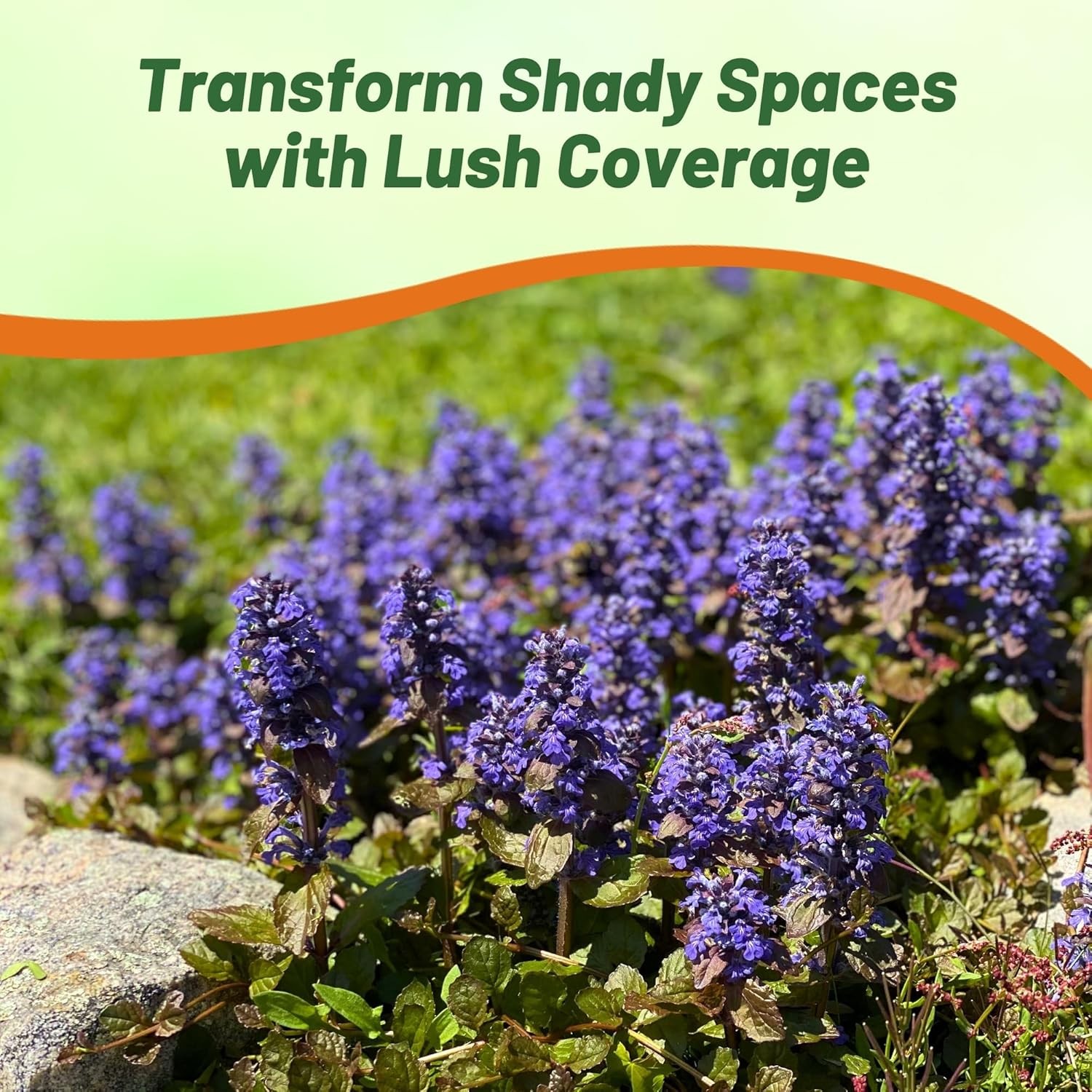 200 Seeds Ajuga Reptans Ground Cover Plant Seed gallery