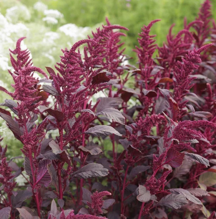 750+ Red Garnet Amaranth Seeds **Fresh Seeds** ~~Free Shipping~~ gallery
