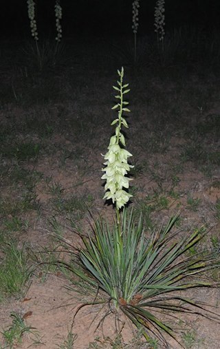 Yucca Bare Root Live Plant Hardy Succulent Adams Needle 1 Starter 15 Inches Tall gallery