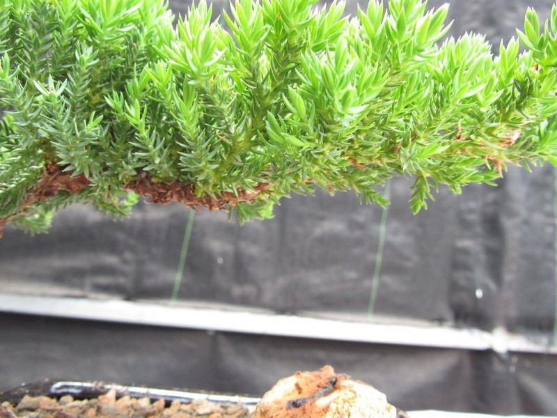 Juniper Bonsai Tree - Small gallery