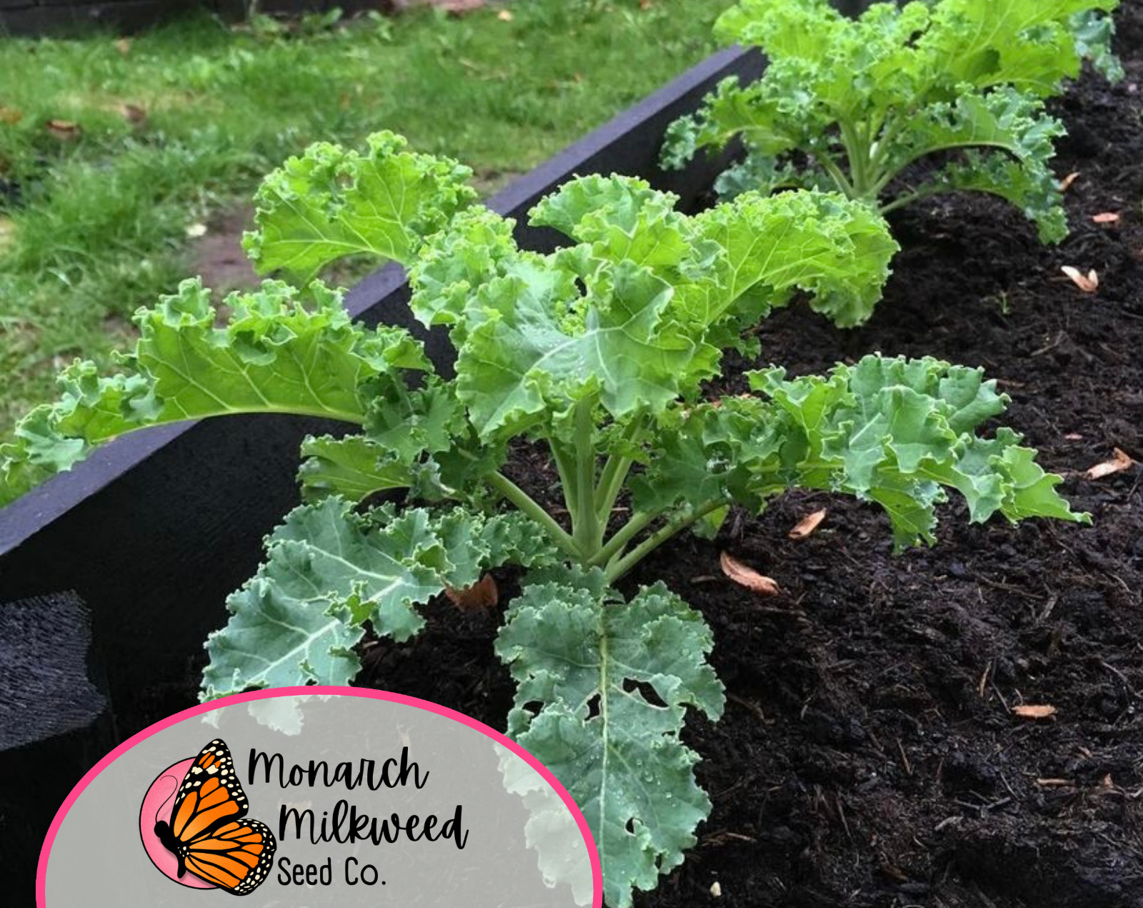 2500+ Kale Seeds 'Vates Blue Scotch Curled' | Heirloom, Non-GMO Vegetable Seeds gallery