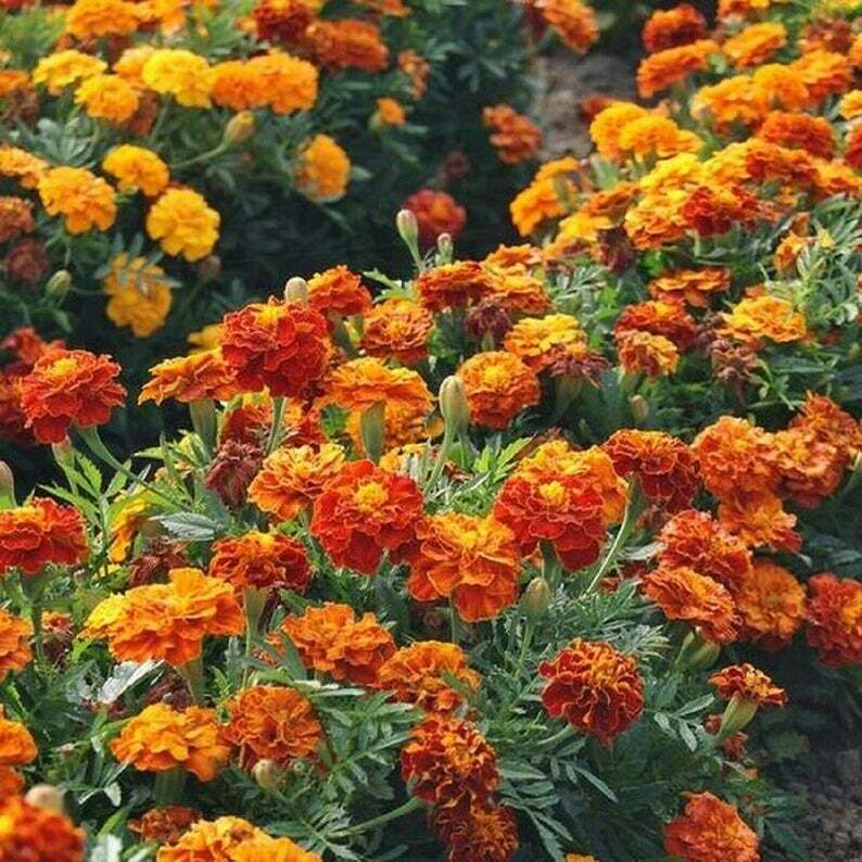 French Marigold Mix LANDSCAPER'S PACK BULK Assorted Heirloom Non-GMO 1000 Seeds! gallery