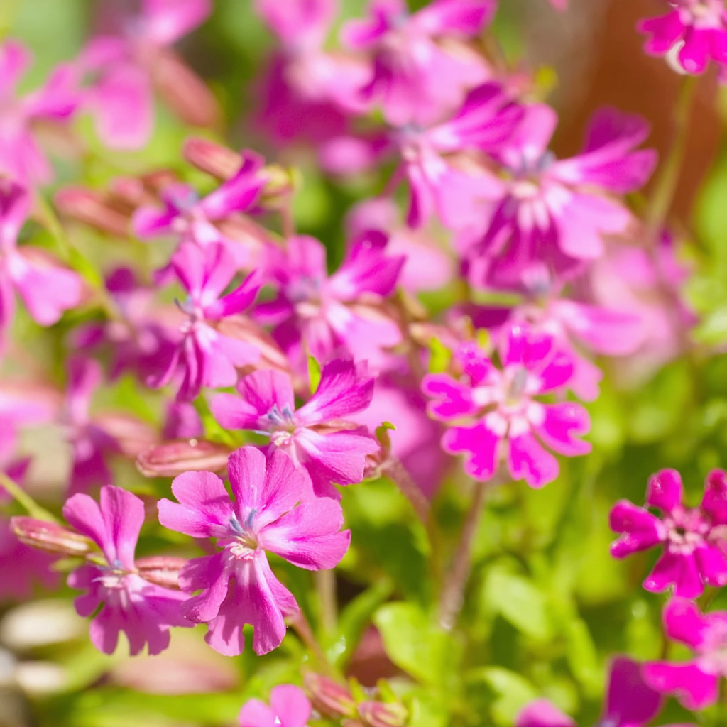 Nodding Catchfly Pink Flower 300 Seeds | Heirloom Silene pendula for Gardens gallery