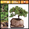 Live Green Mound Juniper Bonsai Tree - 5 Years Old, 6-10" Tall, Easy Care Plant gallery