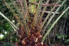 Phoenix rupicola | Cliff Date Palm | 10 Seeds gallery
