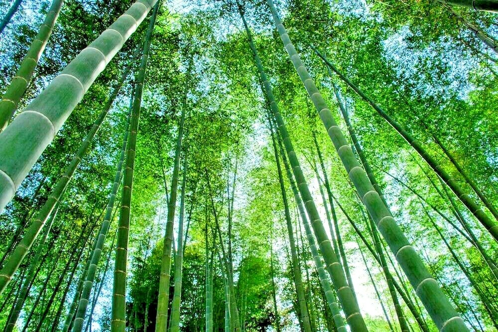 20 GIANT MOSO BAMBOO SEEDS - Phyllostachys pubescens gallery