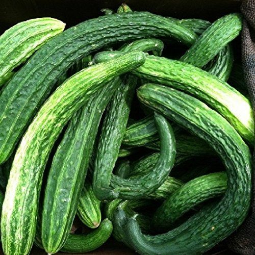 Suyo Long Cucumber Seeds | Non-GMO | Free Shipping | Seed Store | 1064 gallery