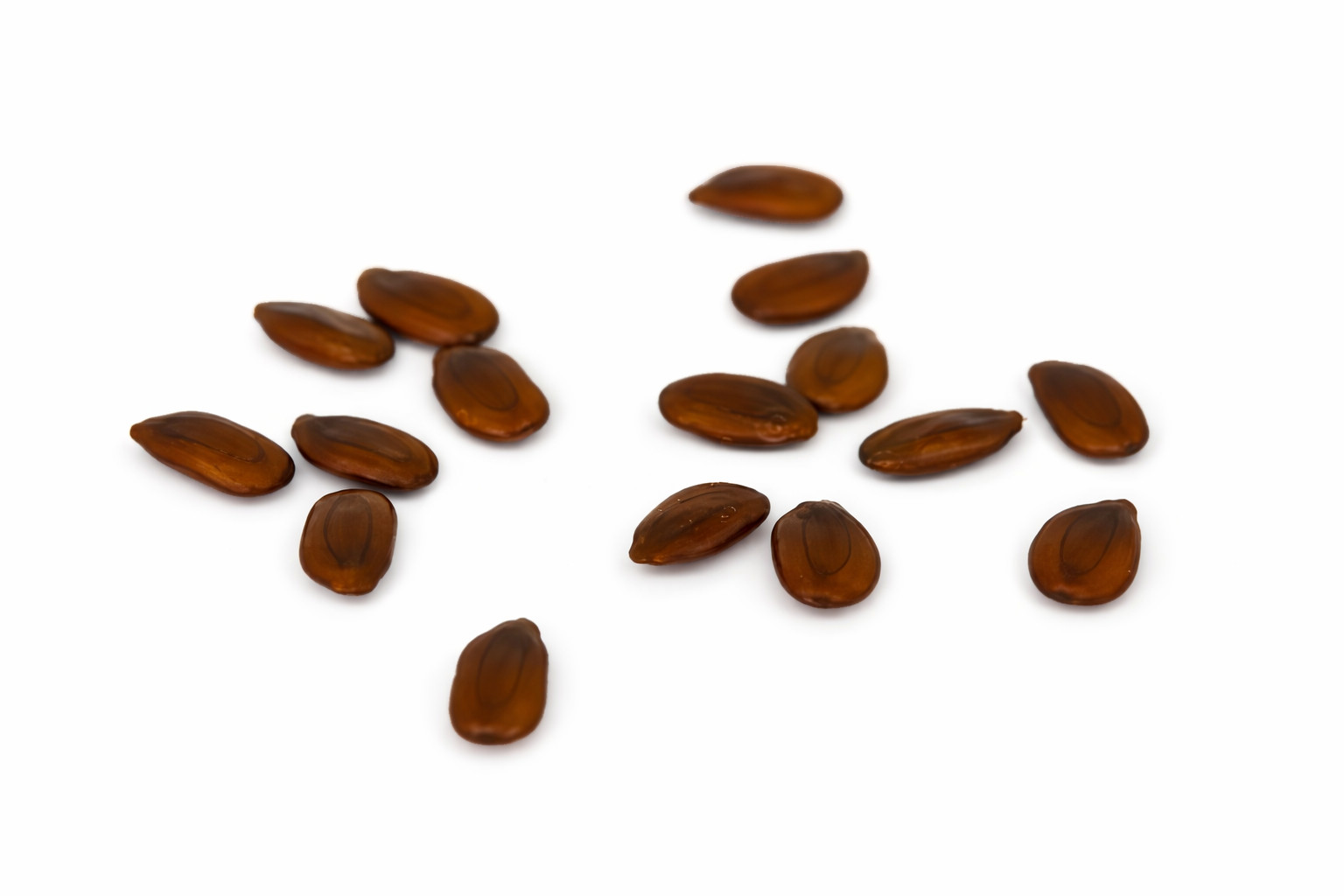 30 River Tamarind Seeds | Fast Growing Ornamental Tree | Leucaena leucocephala gallery