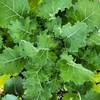 Dwarf Siberian Kale Seeds | 300 - 6,000 Seeds | Non-GMO | Free Shipping | 1098 gallery