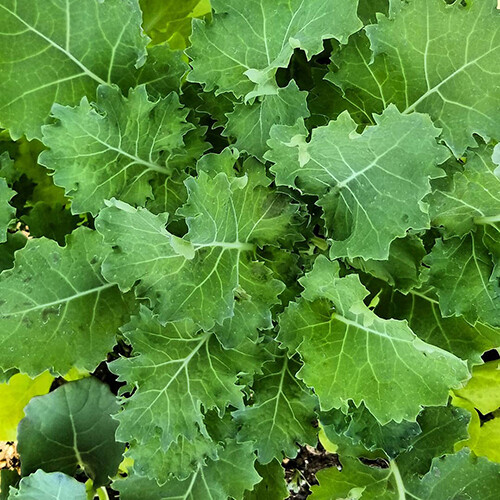 Dwarf Siberian Kale Seeds | Non-GMO | Free Shipping | Seed Store | 1098 gallery