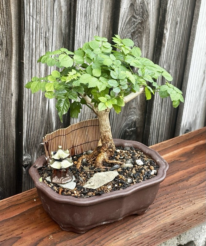 CAPE HONEYSUCKLE BONSAI TREE gallery