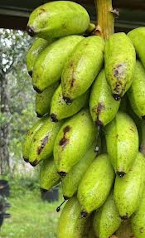 1 Dwarf Banana Tree Dwarf Cavendish Starter Plug Fruit Tree gallery