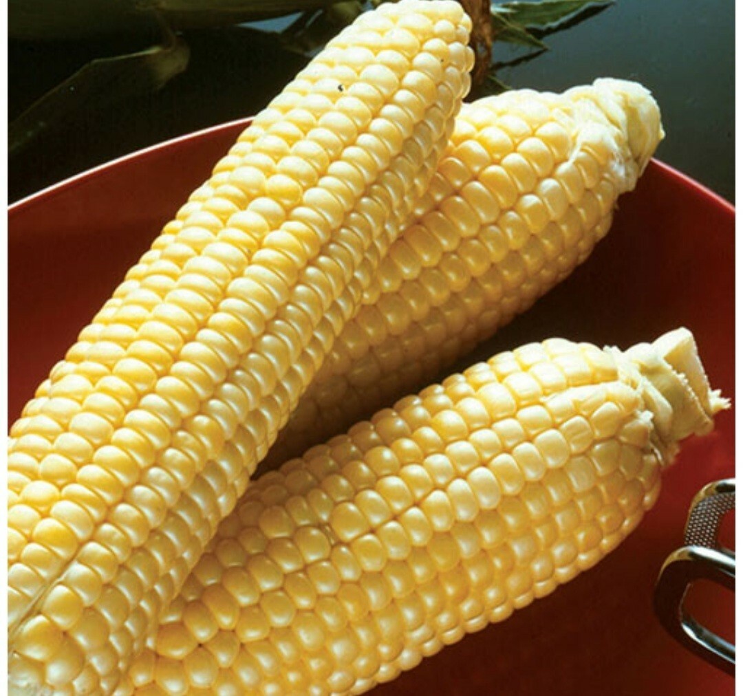 1/4 Pound ( 800 Seed) "Incredible" Variety Sweet Corn Seeds Untreated Non GMO gallery