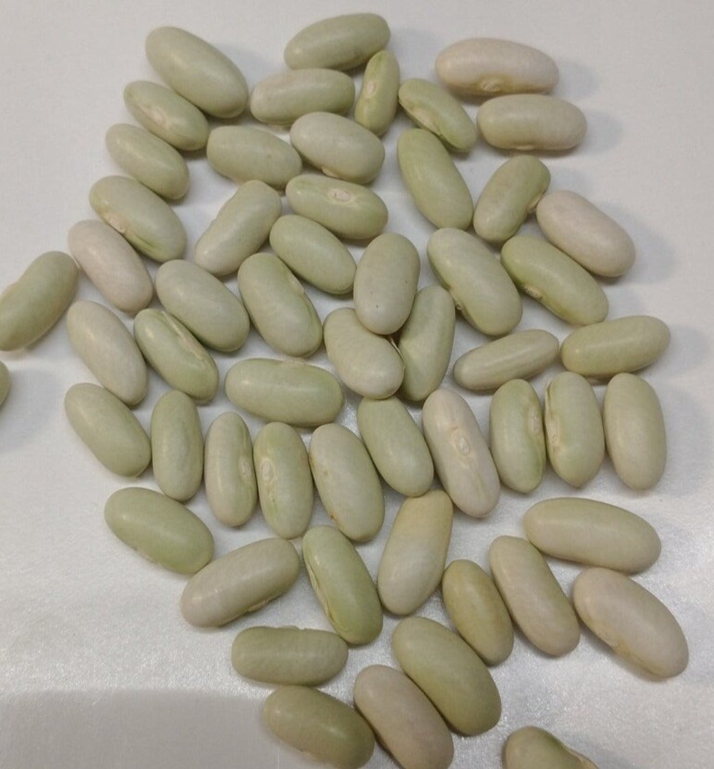 Jade ll Bush Green Bean Seeds, Stringless Treated. FREE SHIPPING! gallery