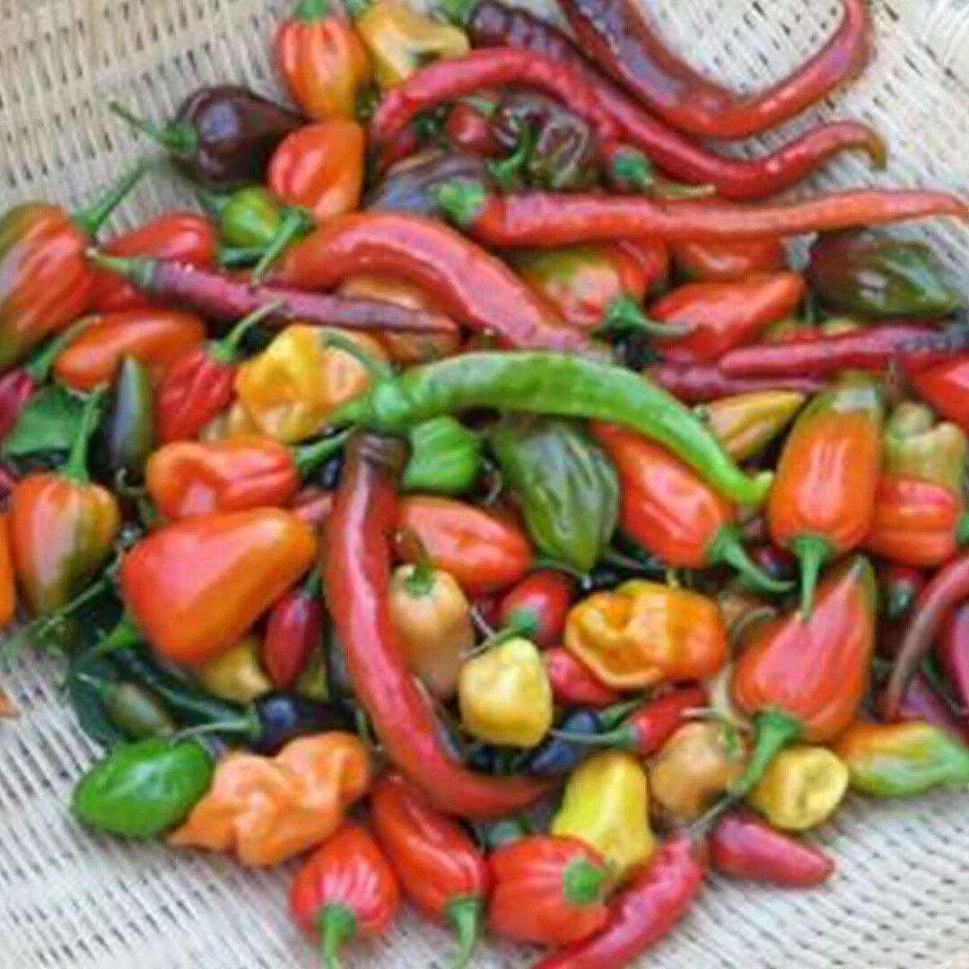 6 PACK PEPPER SEED COLLECTION ~ heirloomseedguy ~ 2026 ~ NON-GMO gallery